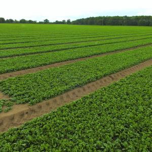 Field of Spinach