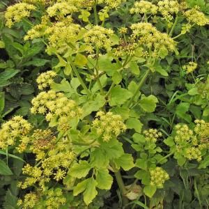 Alexanders