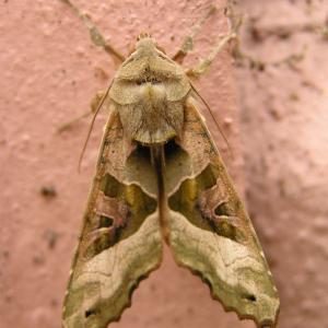 Angleshade Moth 22.5.09