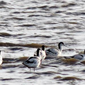 Avocet 005