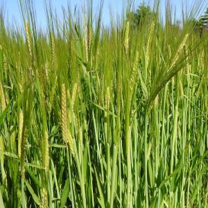 Barley Winter sown 