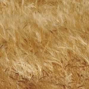 Barley