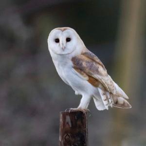 Barn Owl 