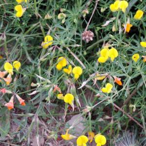 Birdsfoot Trefoil 022