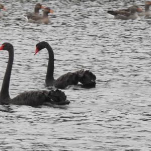 Black Swan 2