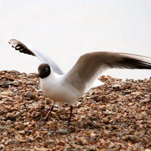 Black headed Gull