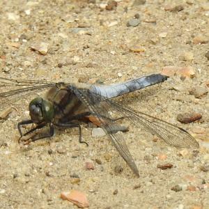 Black tailed Skimmer 