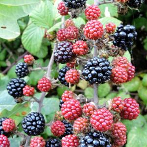 Blackberries 037