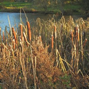 Bulrushes2