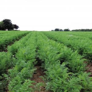 Carrots