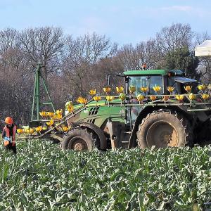 Cauliflower harvesting 2