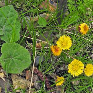 Coltsfoot flowers and leaves 2