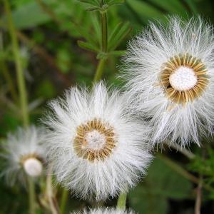 Coltsfoot seed heads