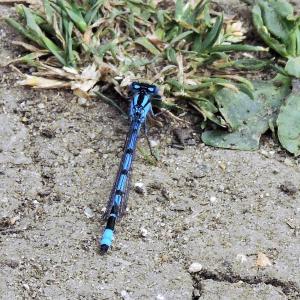 Commom Blue Damselfly 