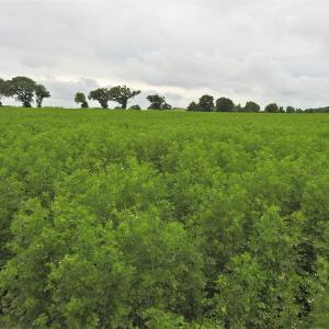 Corianderseedscul inary herb