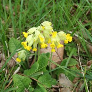 Cowslip