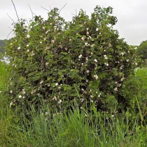 Dog Rose Rosa canina