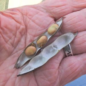 Field bean Bird Animal feed 