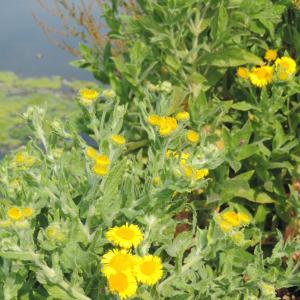 Fleabane