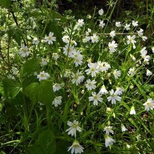 Greater Stitchwort