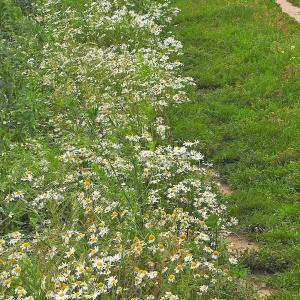 Gun Lane. Mayweed