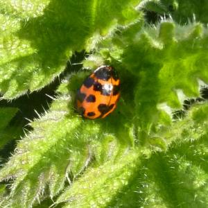 Harlequin Ladybird