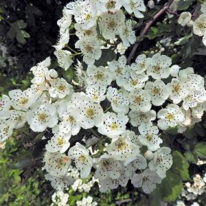 Hawthorn