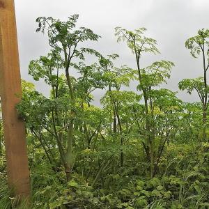 Hemlock DANGER ALL parts poisonous 2