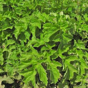 Hogweed 3