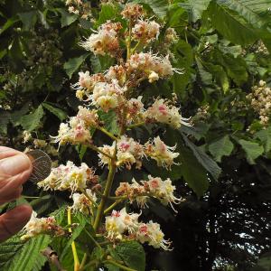 Horse chestnut
