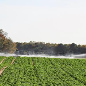 Irrigation Parsley 2