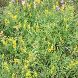 Ladies Bedstraw