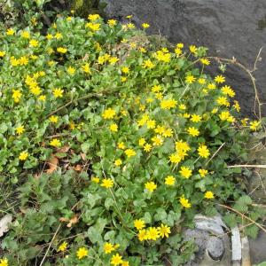 Lesser Celandine 