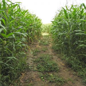 Maize 3m Tall