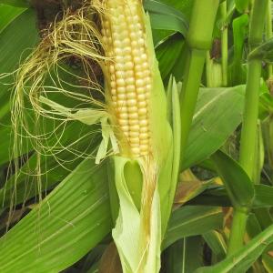 Maizecob seed
