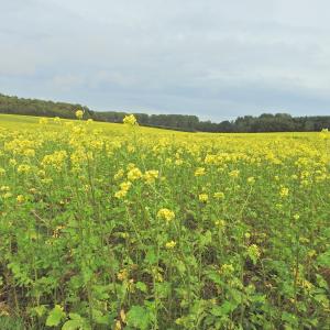 Mustard green manure seeds relish