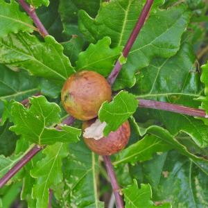 Oak aple 
