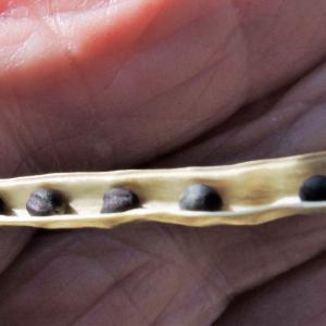 Oil seed Rape seed 3