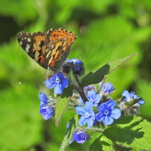 Painted Lady on Green Alkanet 2
