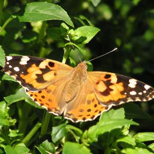 Painted Lady