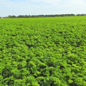 Parsley
