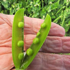 Peas 3