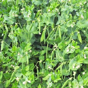 Peas 4