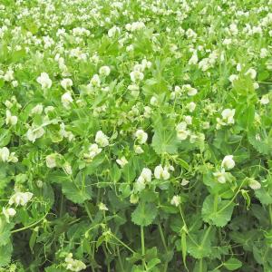 Peas2