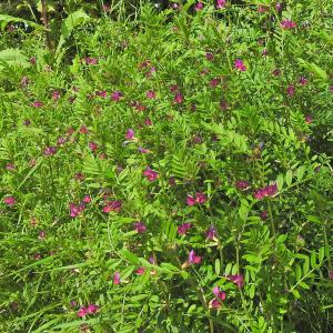 Porple Vetch