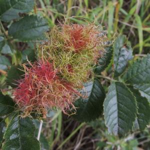 Robins pincushion on rose 003