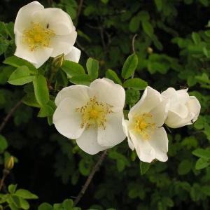 Rosa canina sp.