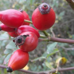 Rose Hips