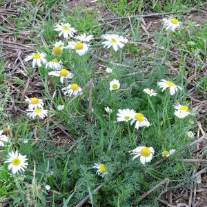 Scentless Mayweed2