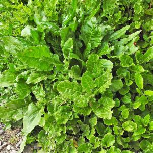 Sea Beet